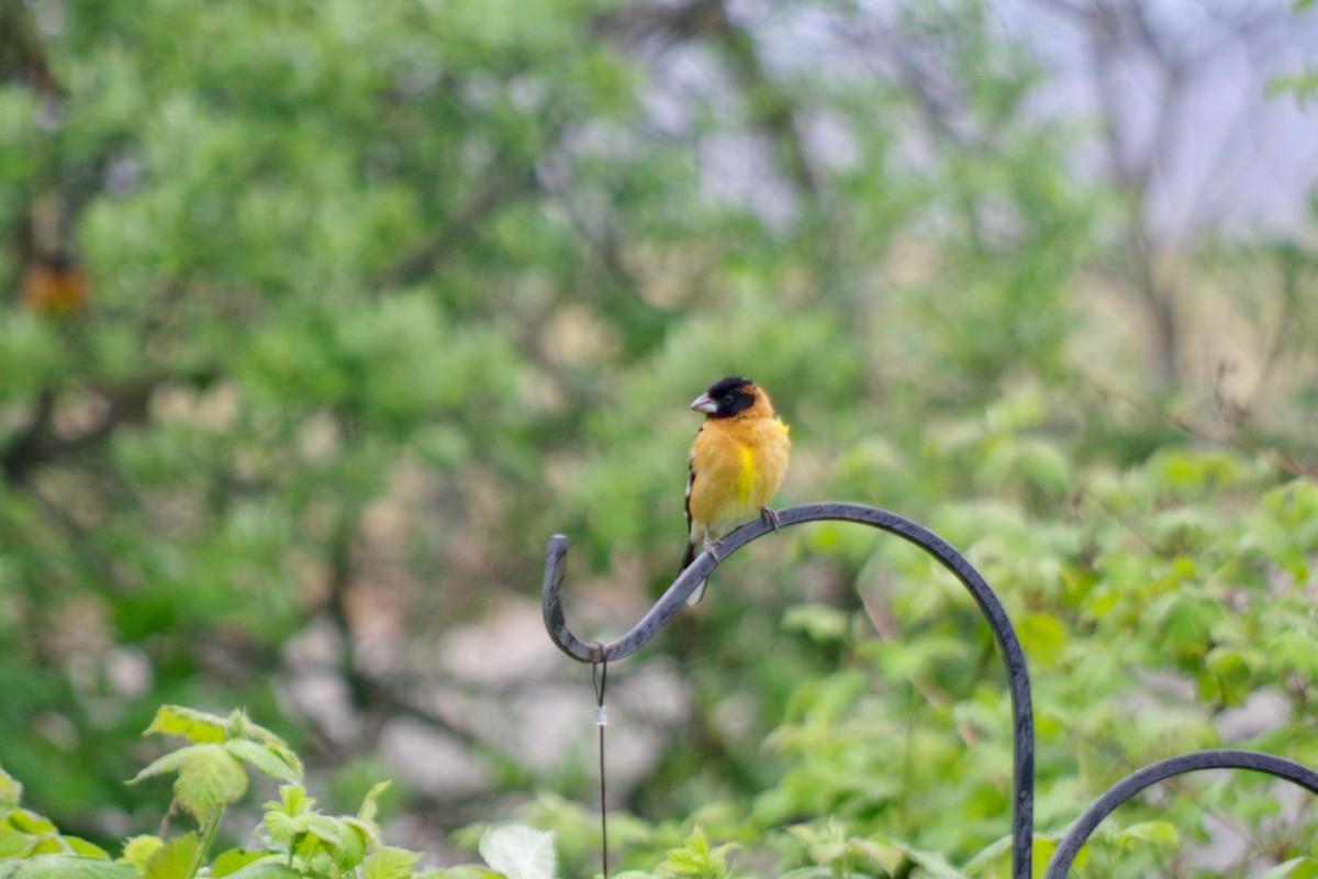 Black-headed Grosbeak - ML454522991