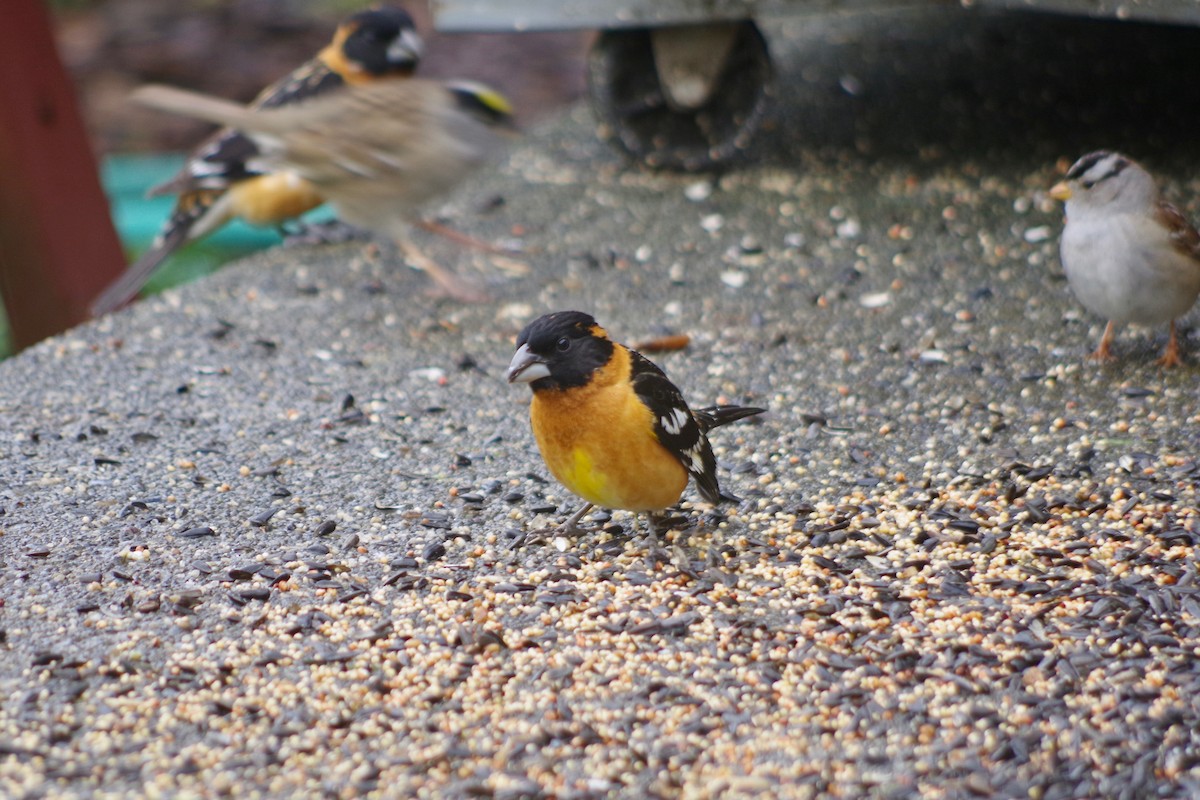 Black-headed Grosbeak - ML454523051