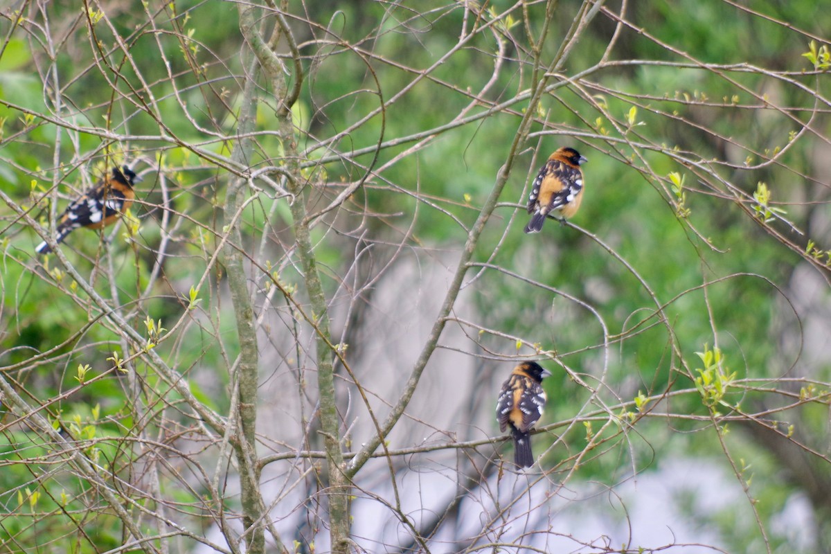 Black-headed Grosbeak - Alex Patia