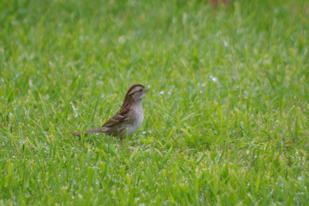 White-throated Sparrow - Alex Patia