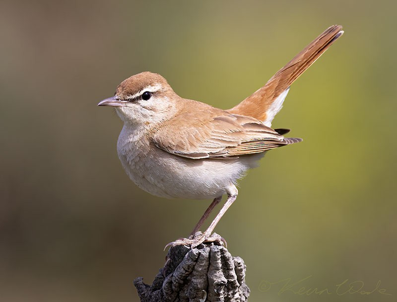 Rufous-tailed Scrub-Robin - ML454523381