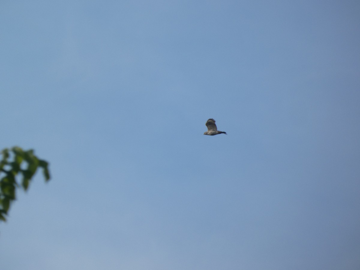 Red-shouldered Hawk - ML454523471