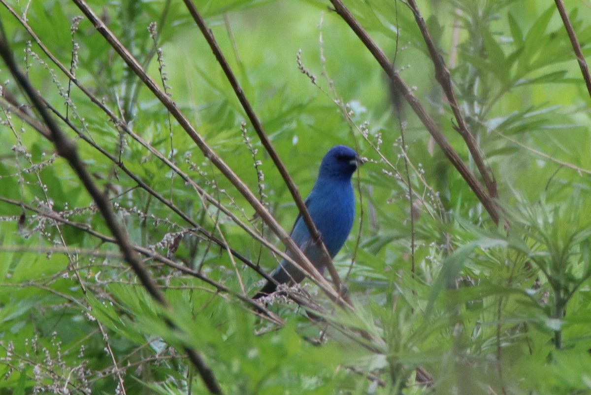 Indigo Bunting - ML454524831