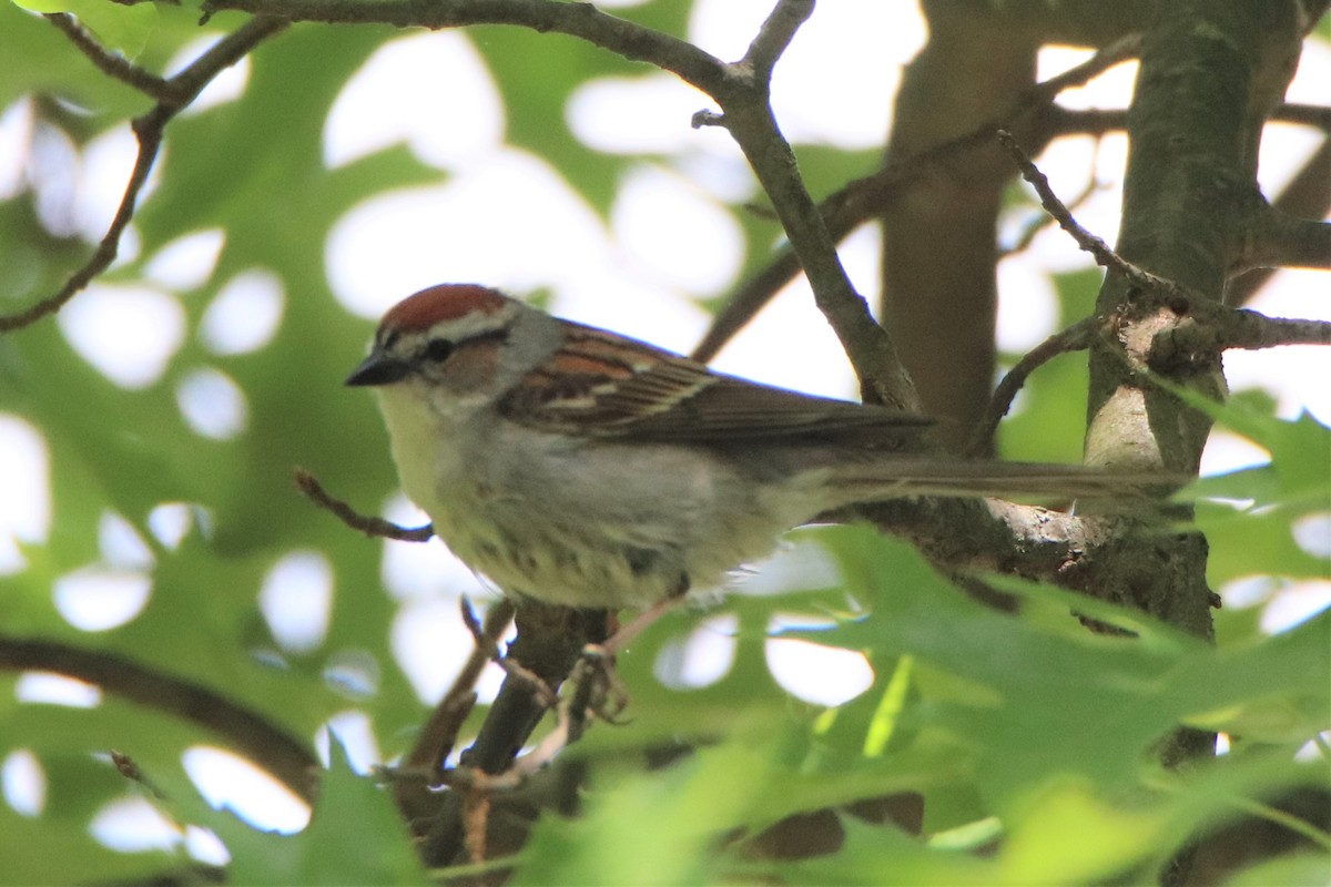 Chipping Sparrow - ML454525071