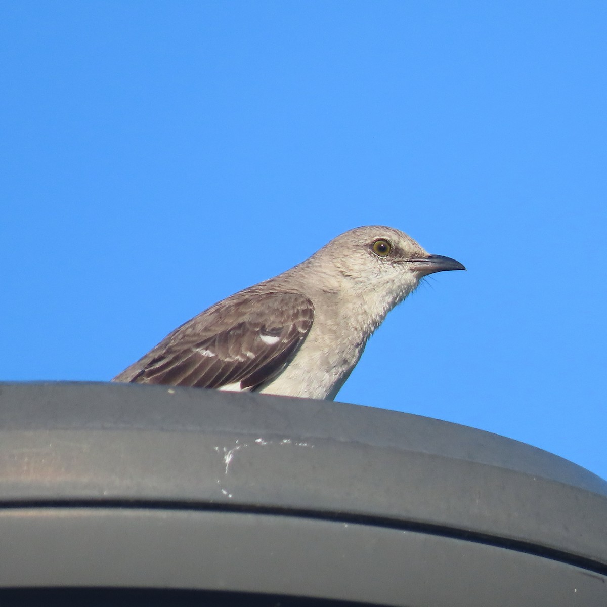 Northern Mockingbird - ML454525221