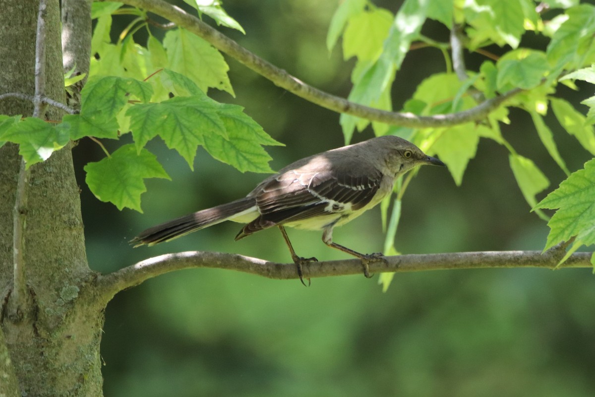 Northern Mockingbird - ML454525271