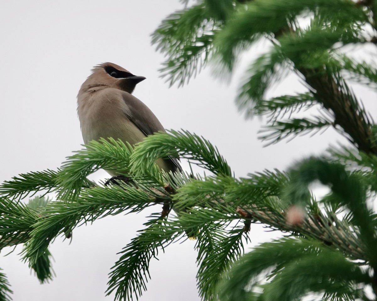 Cedar Waxwing - ML454528911