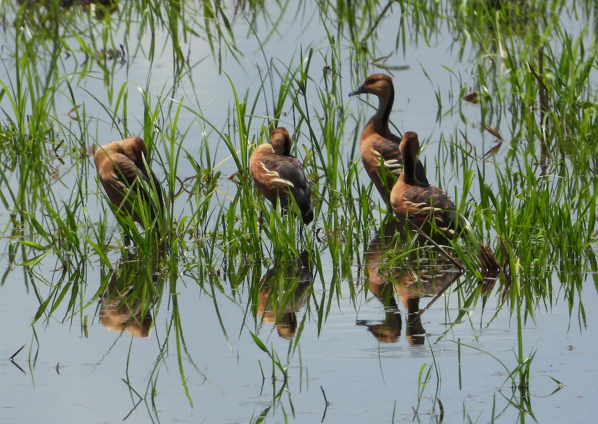 Fulvous Whistling-Duck - ML454529801