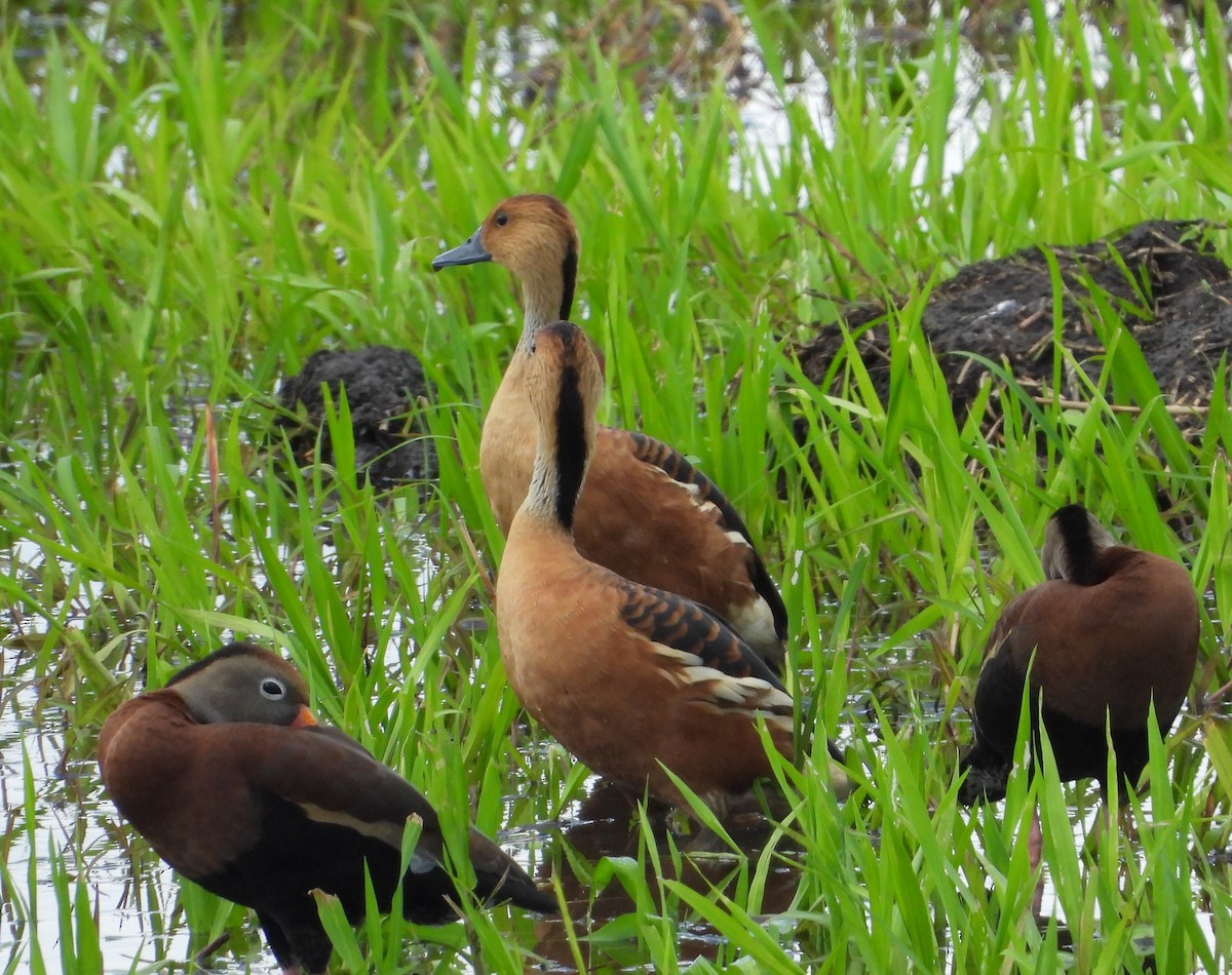 Fulvous Whistling-Duck - ML454529811