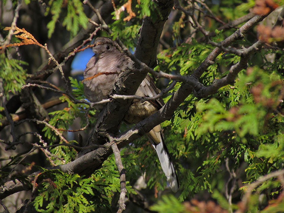 Inca Dove - ML45452991
