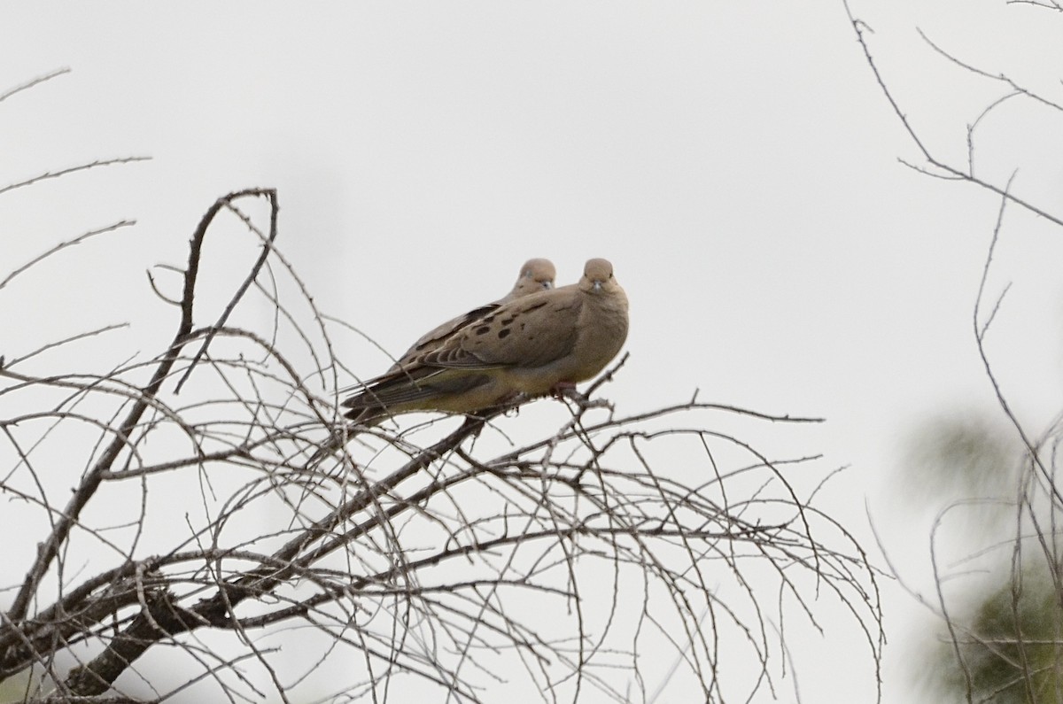 Mourning Dove - Isa Dav