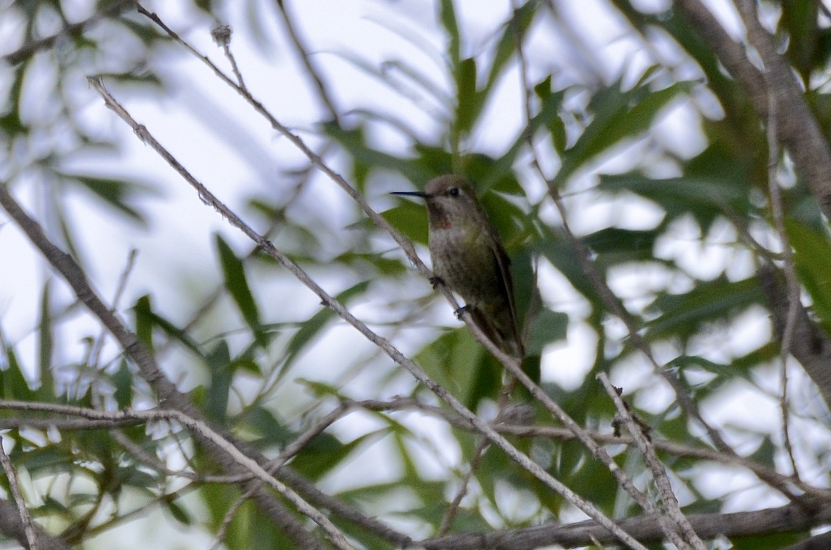 rødmaskekolibri - ML454530281