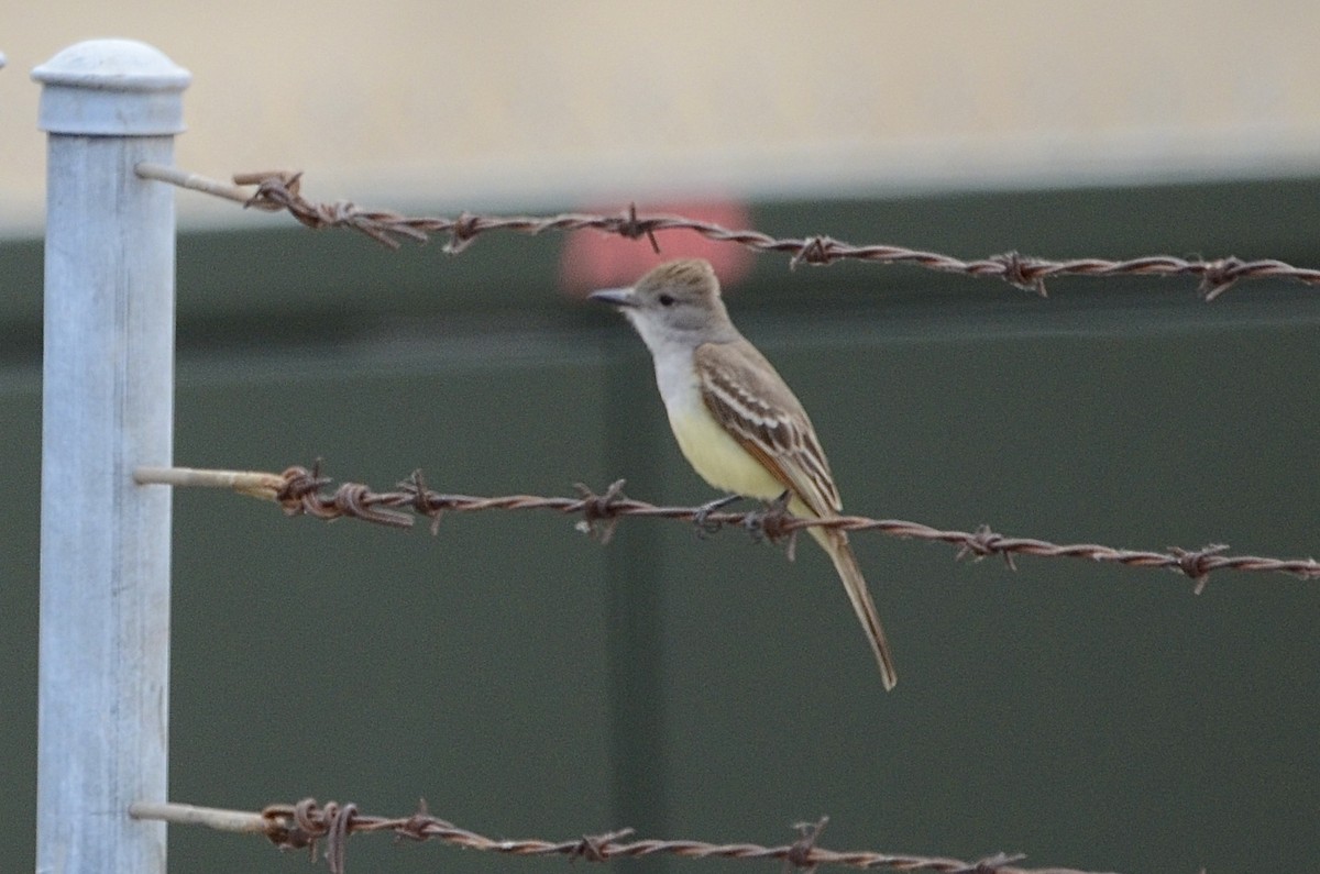 Ash-throated Flycatcher - ML454530521