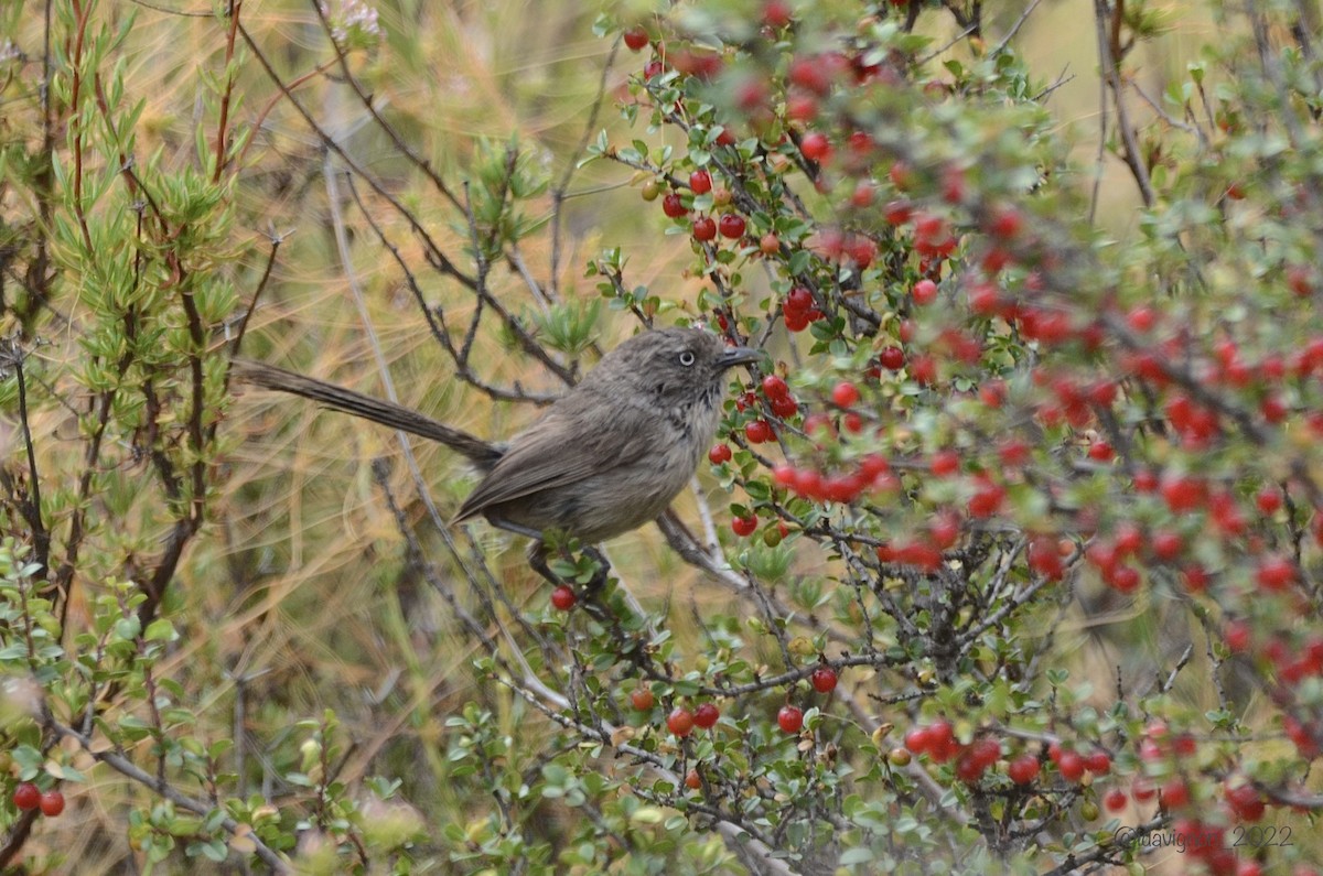 Wrentit - Isa Dav