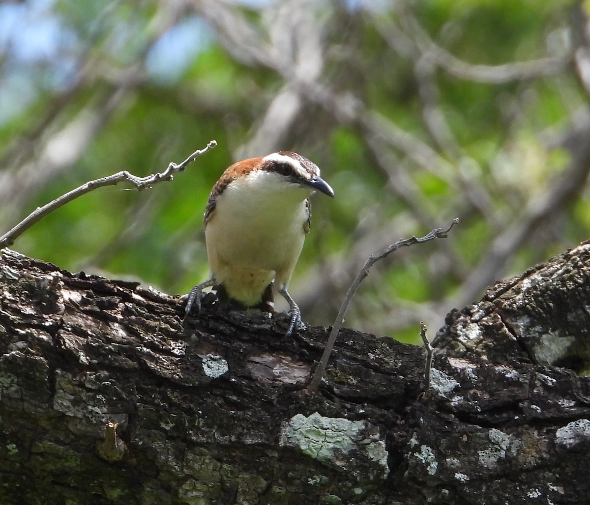 Rufous-naped Wren - ML454533261