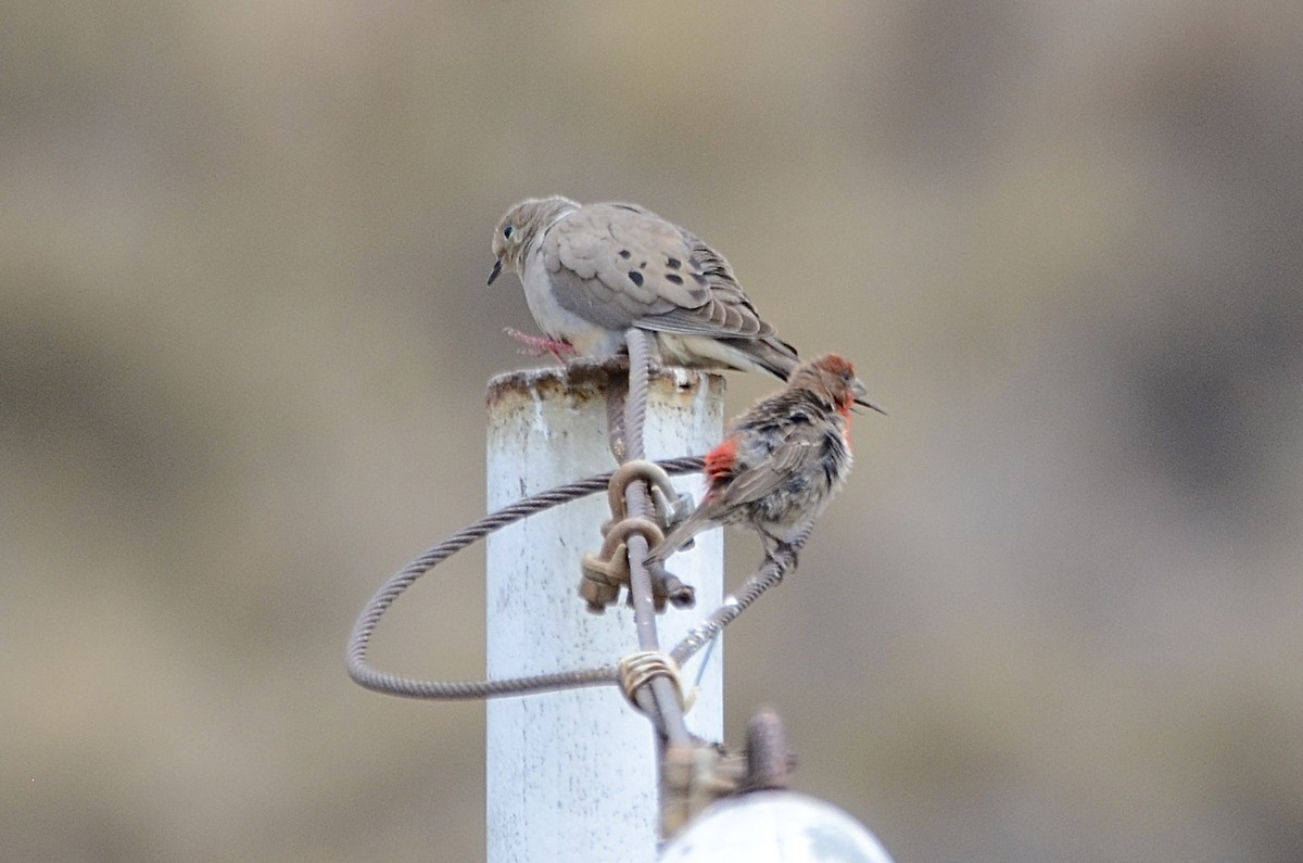 Mourning Dove - Isa Dav