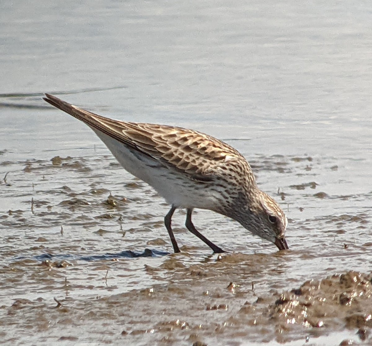 Weißbürzel-Strandläufer - ML454533871