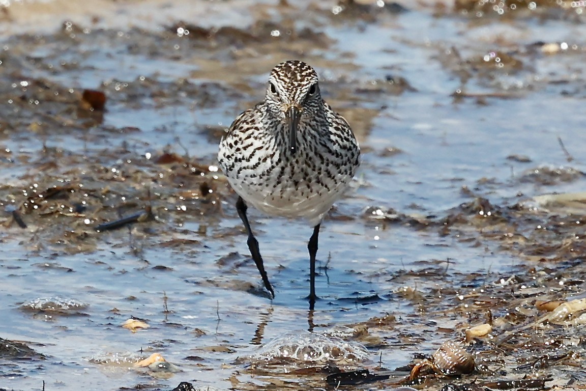 White-rumped Sandpiper - Peter Fullagar