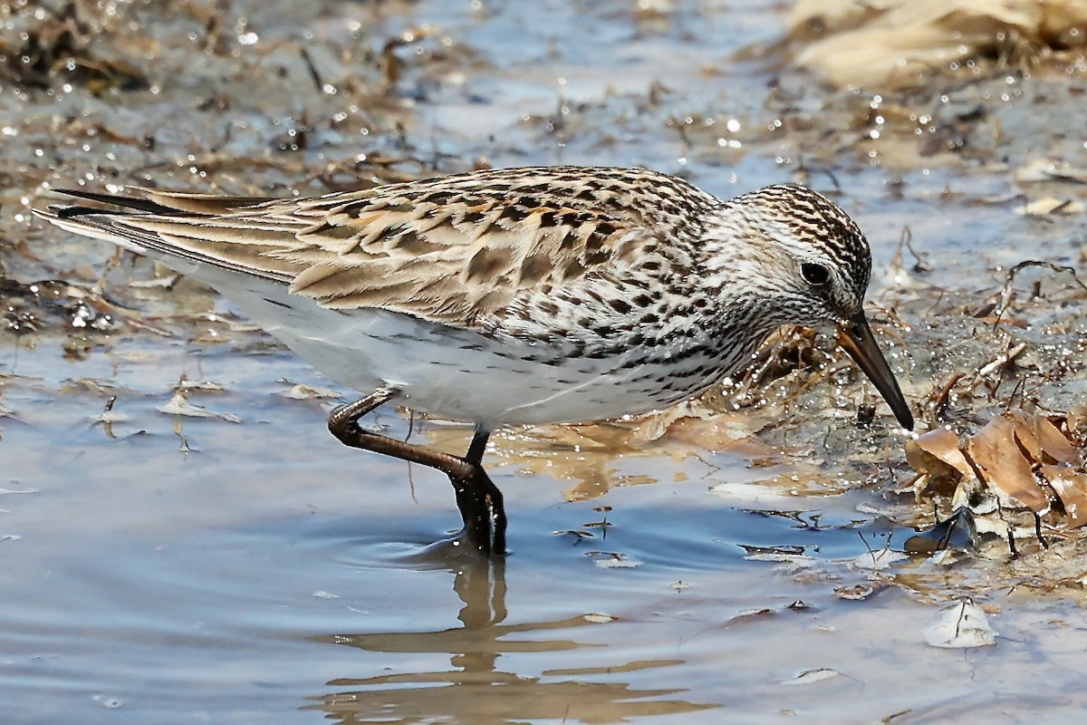 Weißbürzel-Strandläufer - ML454534861