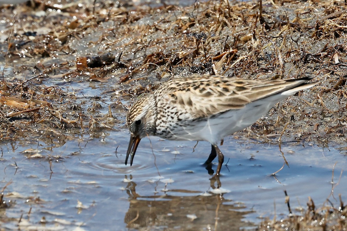 White-rumped Sandpiper - Peter Fullagar