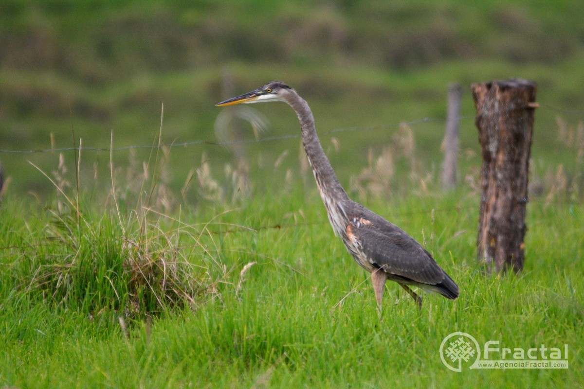 Great Blue Heron - ML45453701