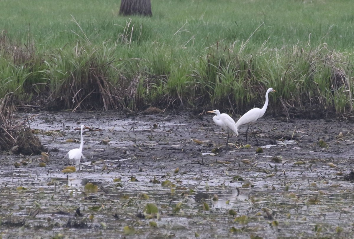 Great Egret - ML454537891