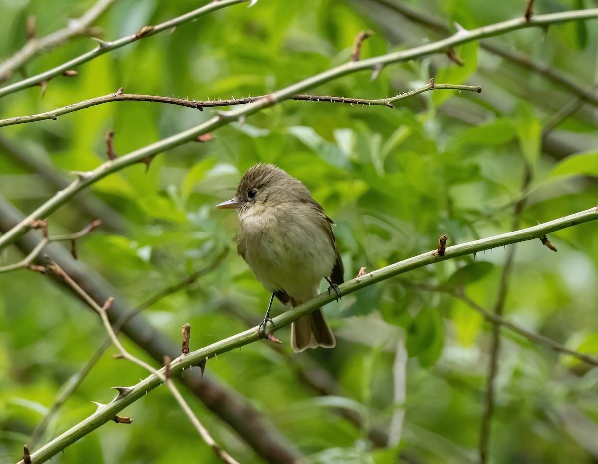 Western Flycatcher (Pacific-slope) - ML454538591