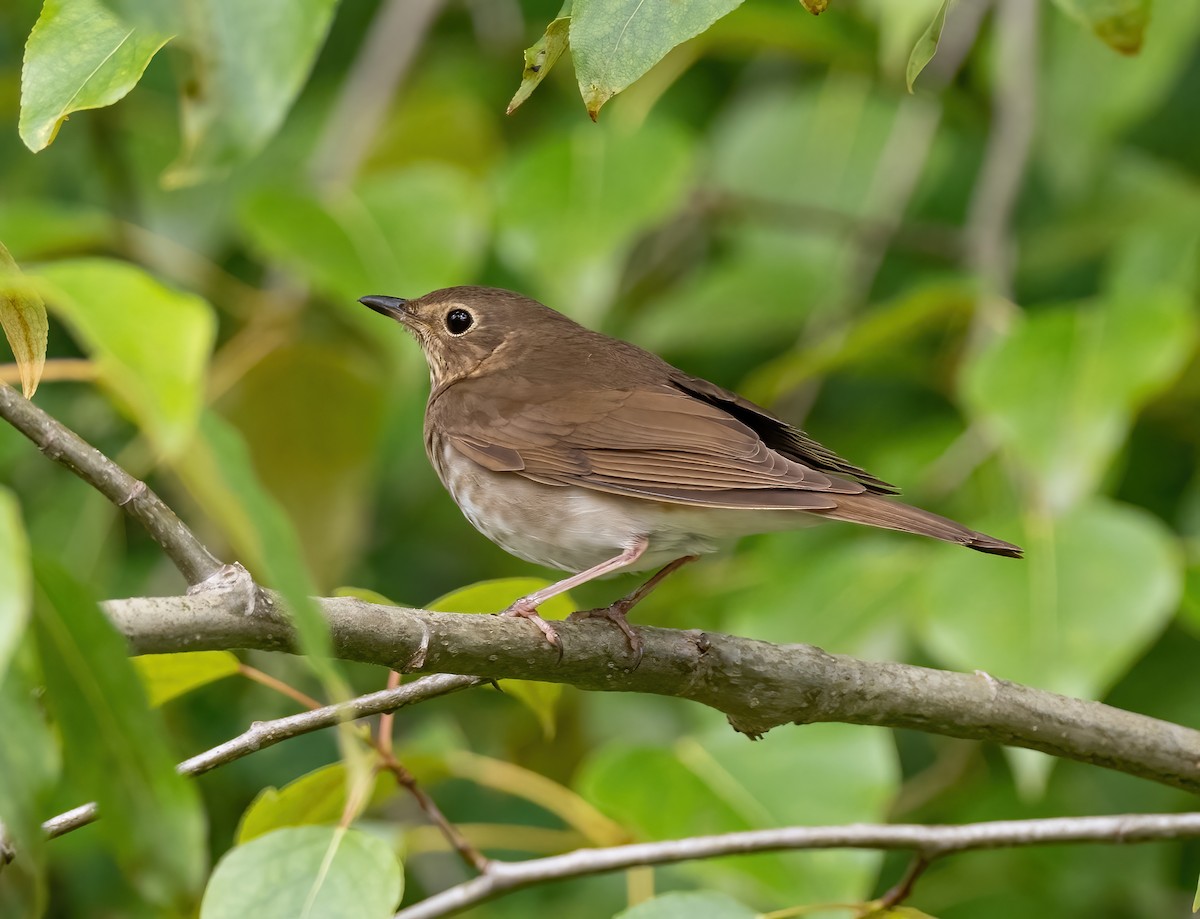 Swainson's Thrush - ML454538791