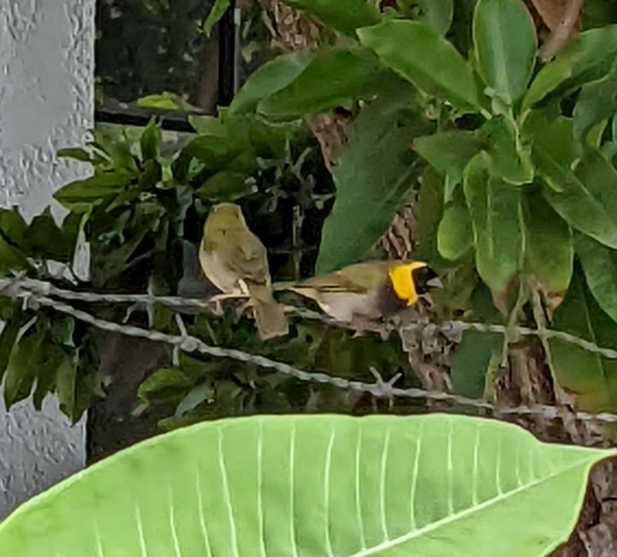 Cuban Grassquit - ML454539241