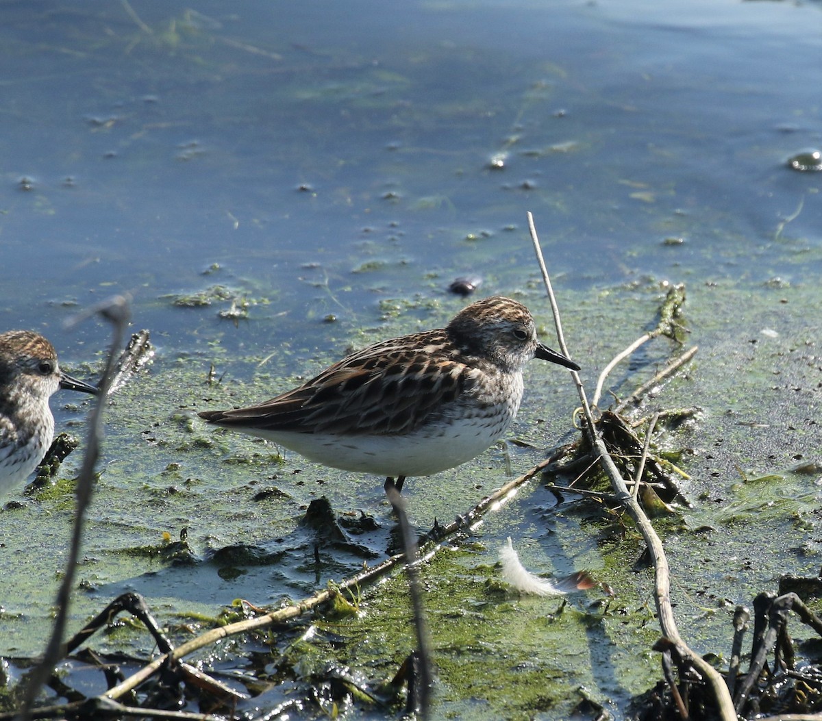 sandsnipe - ML454540171