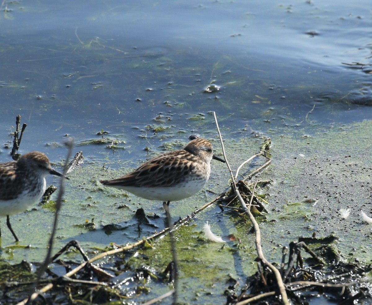 sandsnipe - ML454540181