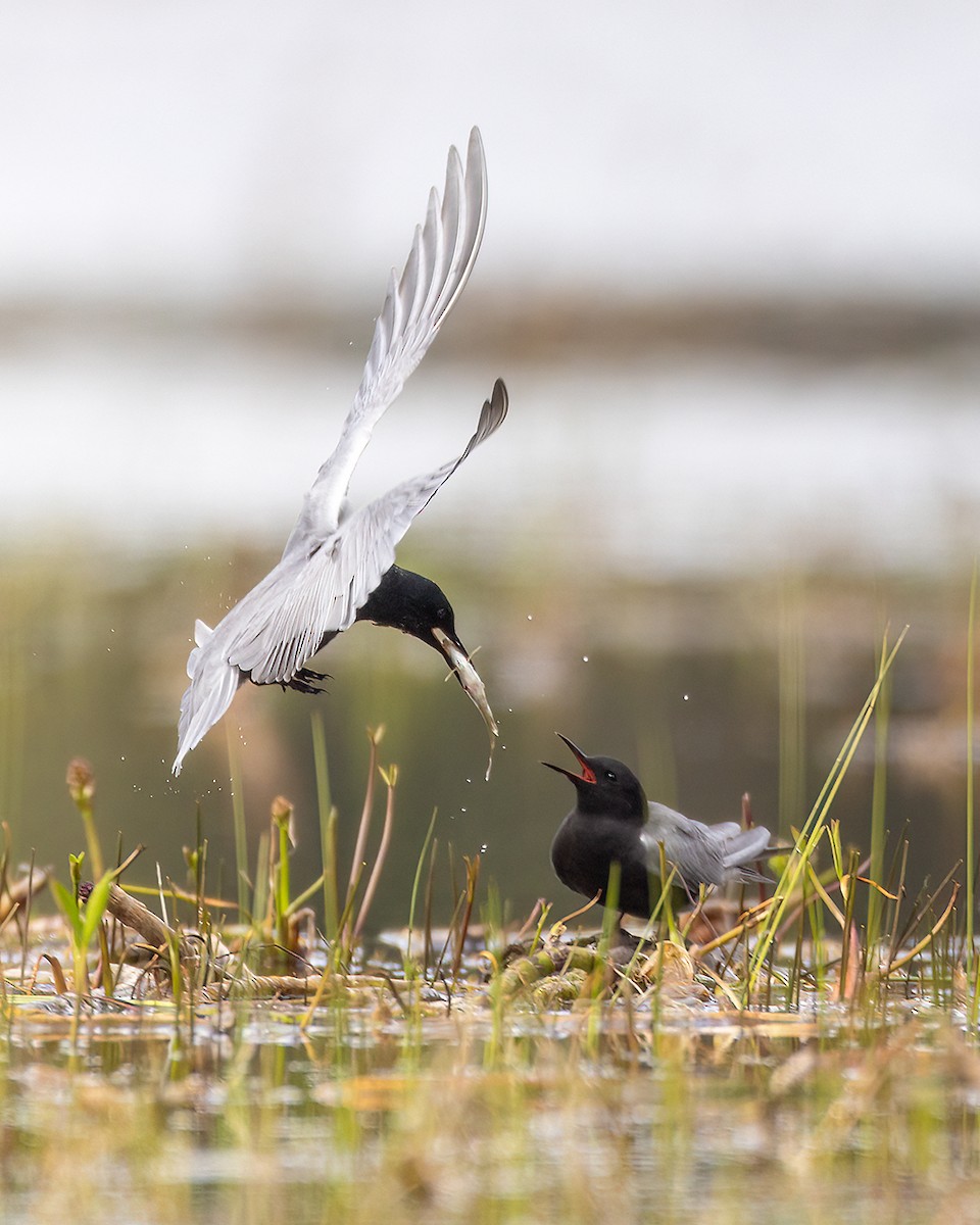 Black Tern - ML454540311