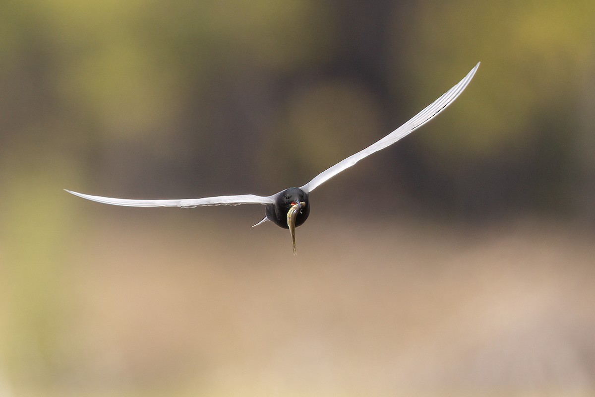 Black Tern - ML454540351