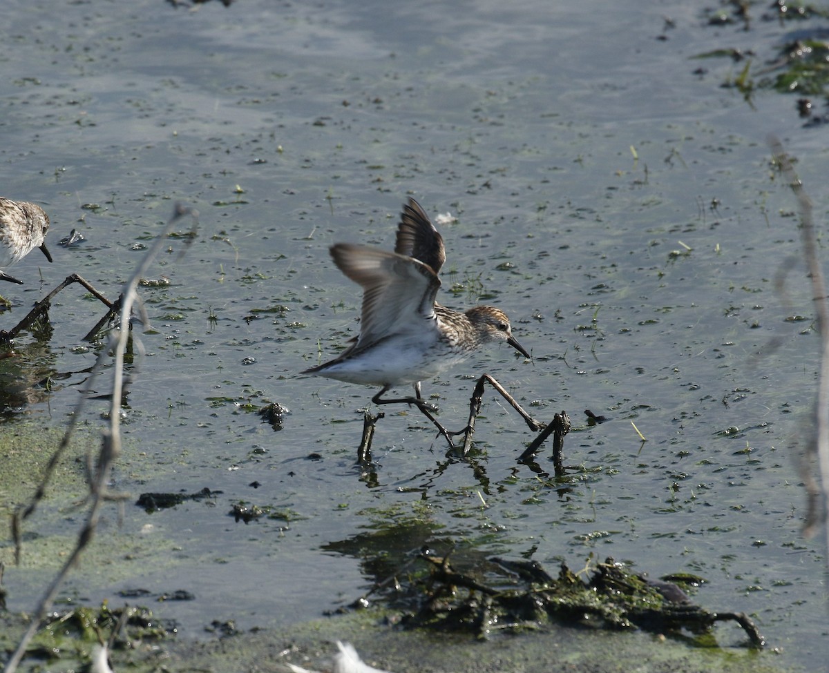 sandsnipe - ML454540371