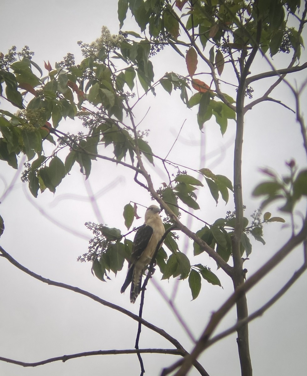 Yellow-headed Caracara - ML454540411