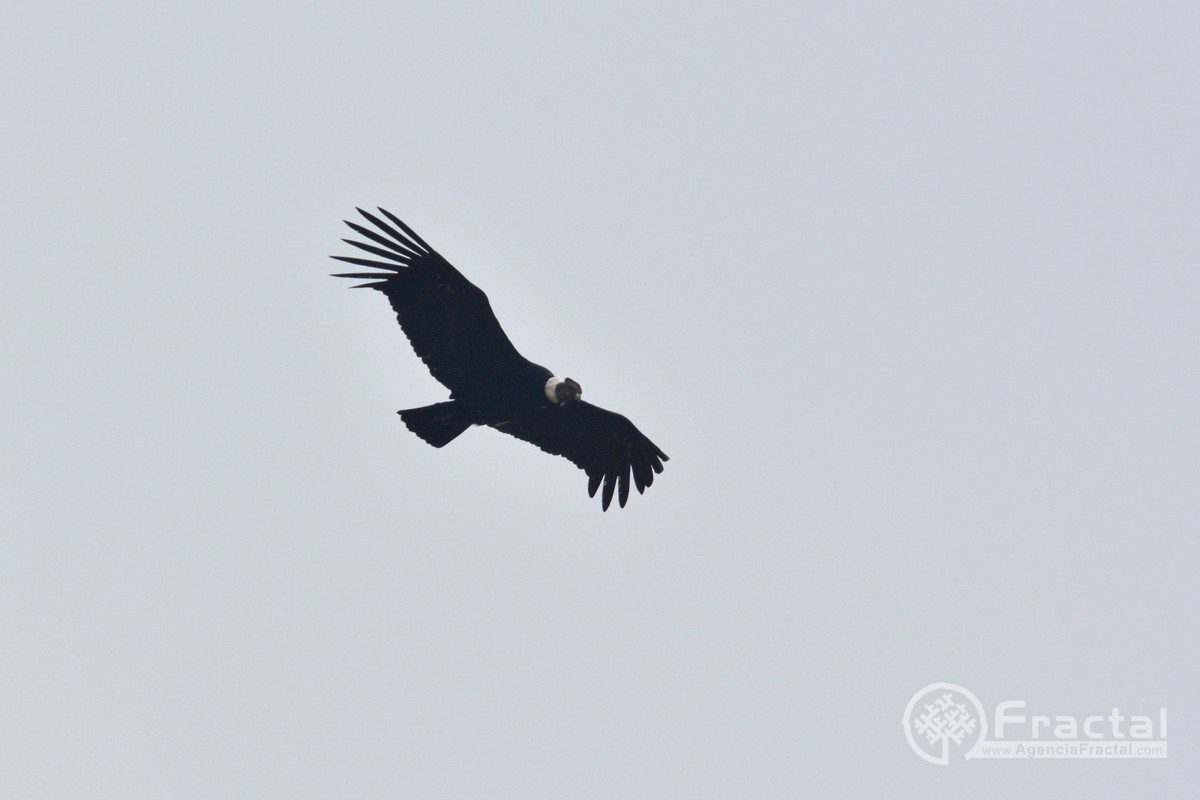 Condor des Andes - ML45454131