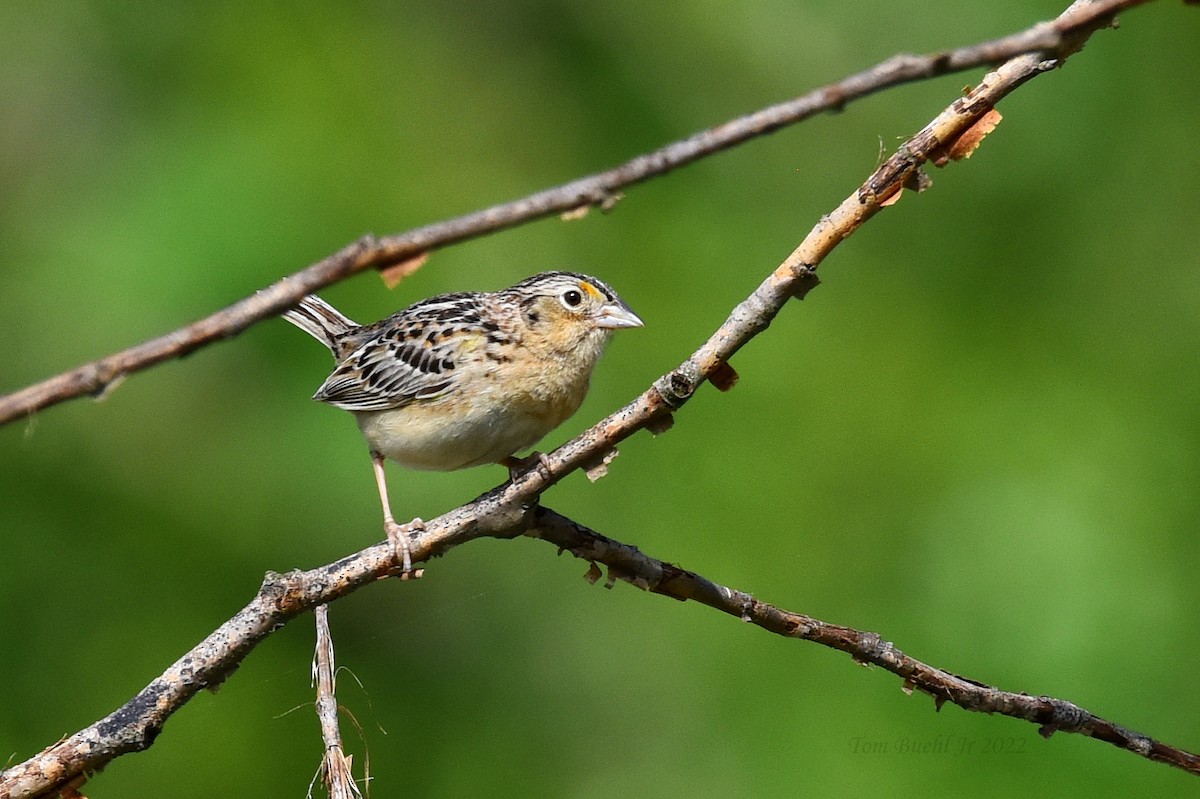 Grasshopper Sparrow - ML454543731