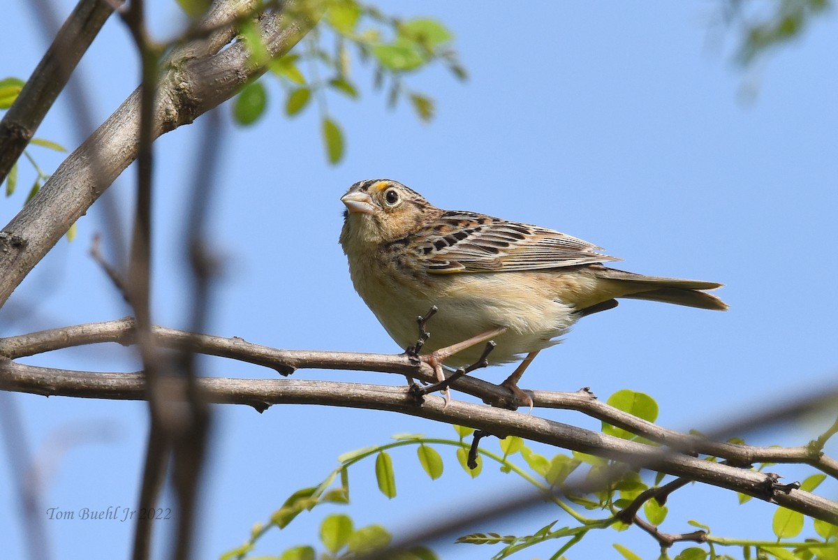 Grasshopper Sparrow - ML454543741