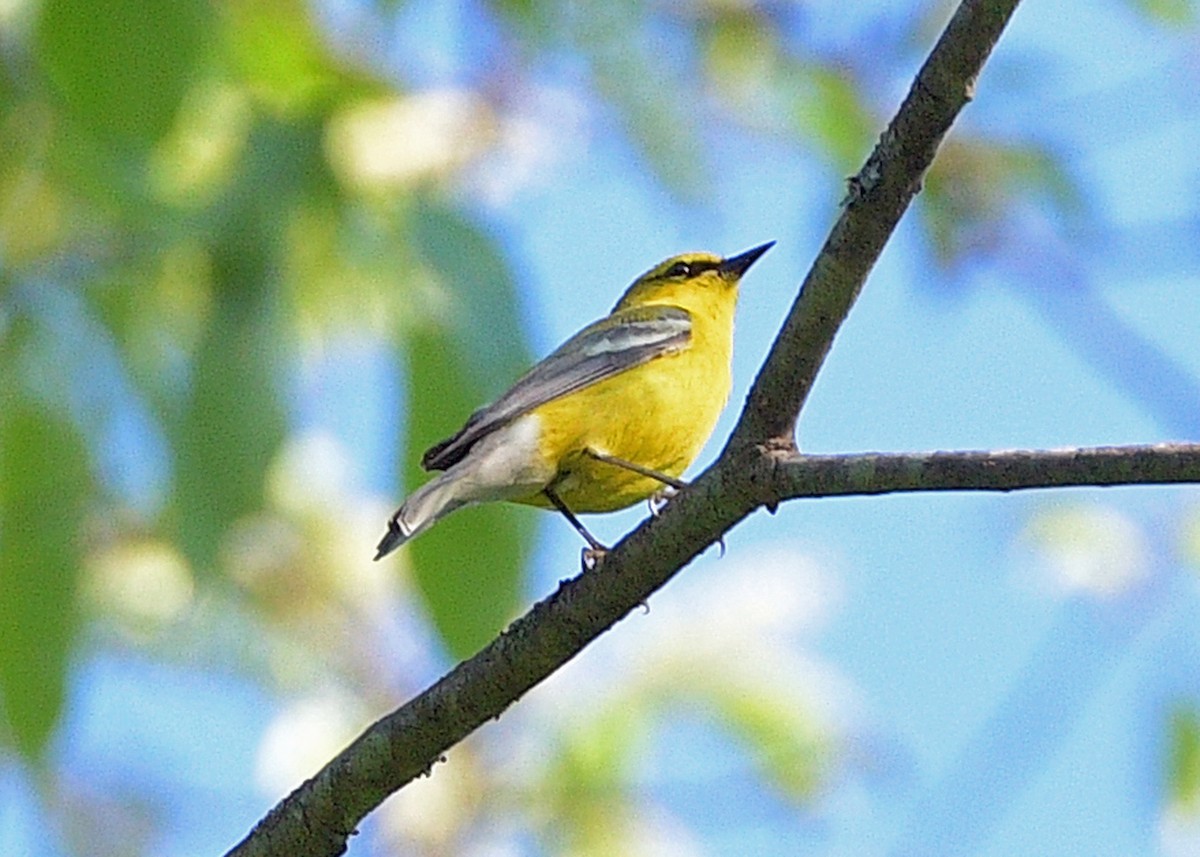 Blue-winged Warbler - ML454543781