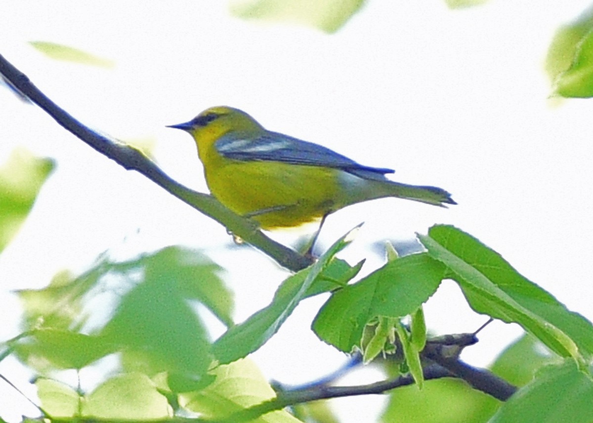 Blue-winged Warbler - ML454543811
