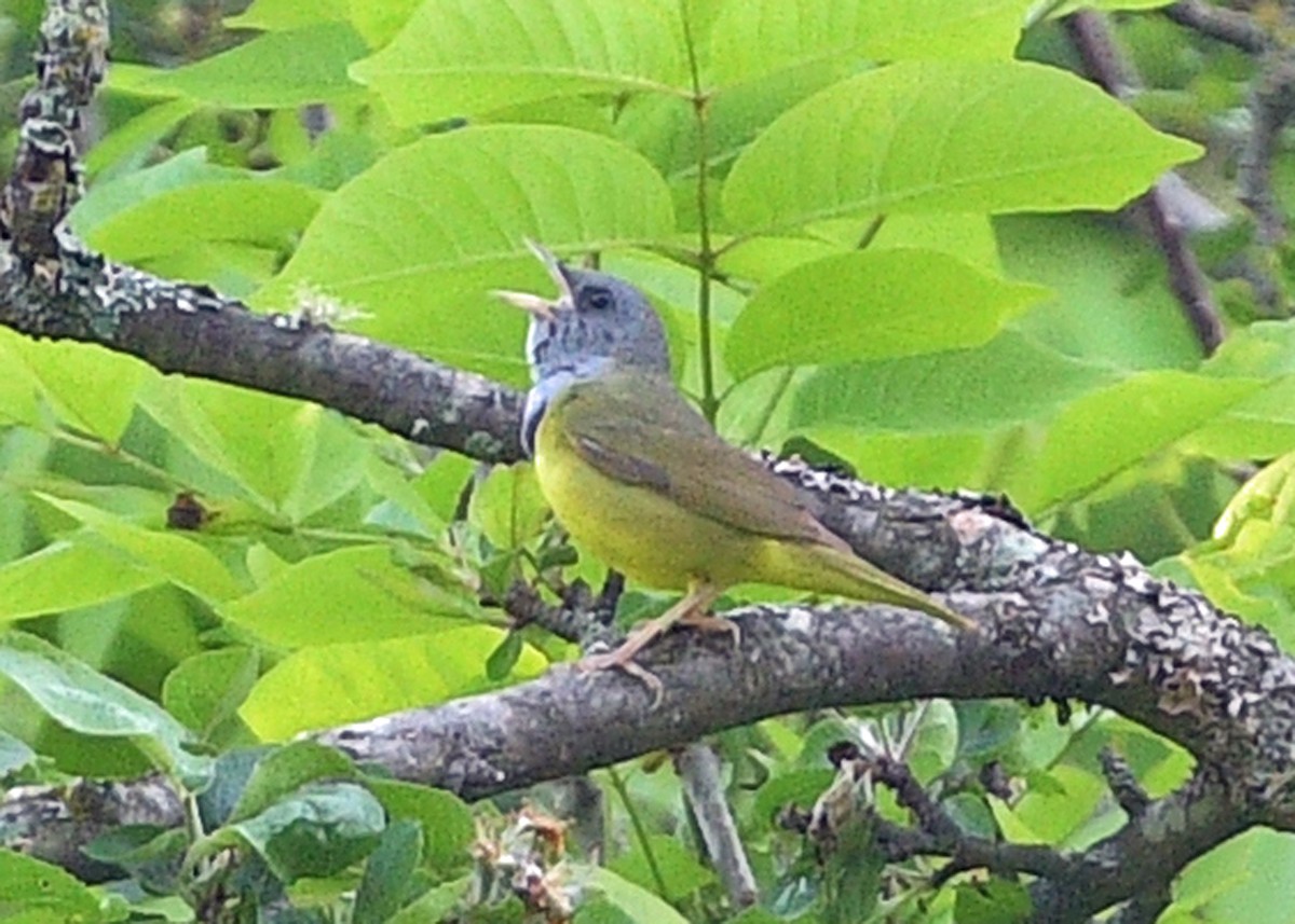 Mourning Warbler - ML454544041