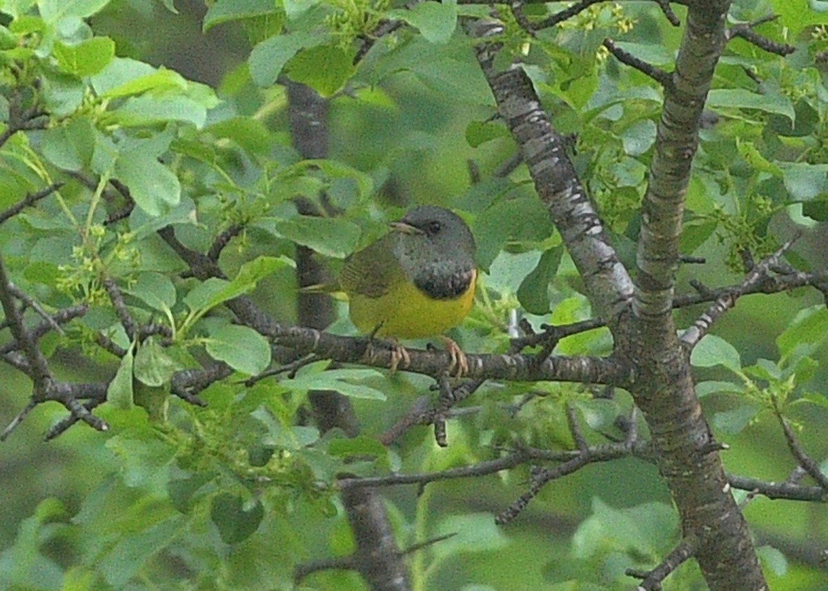 Mourning Warbler - ML454544051