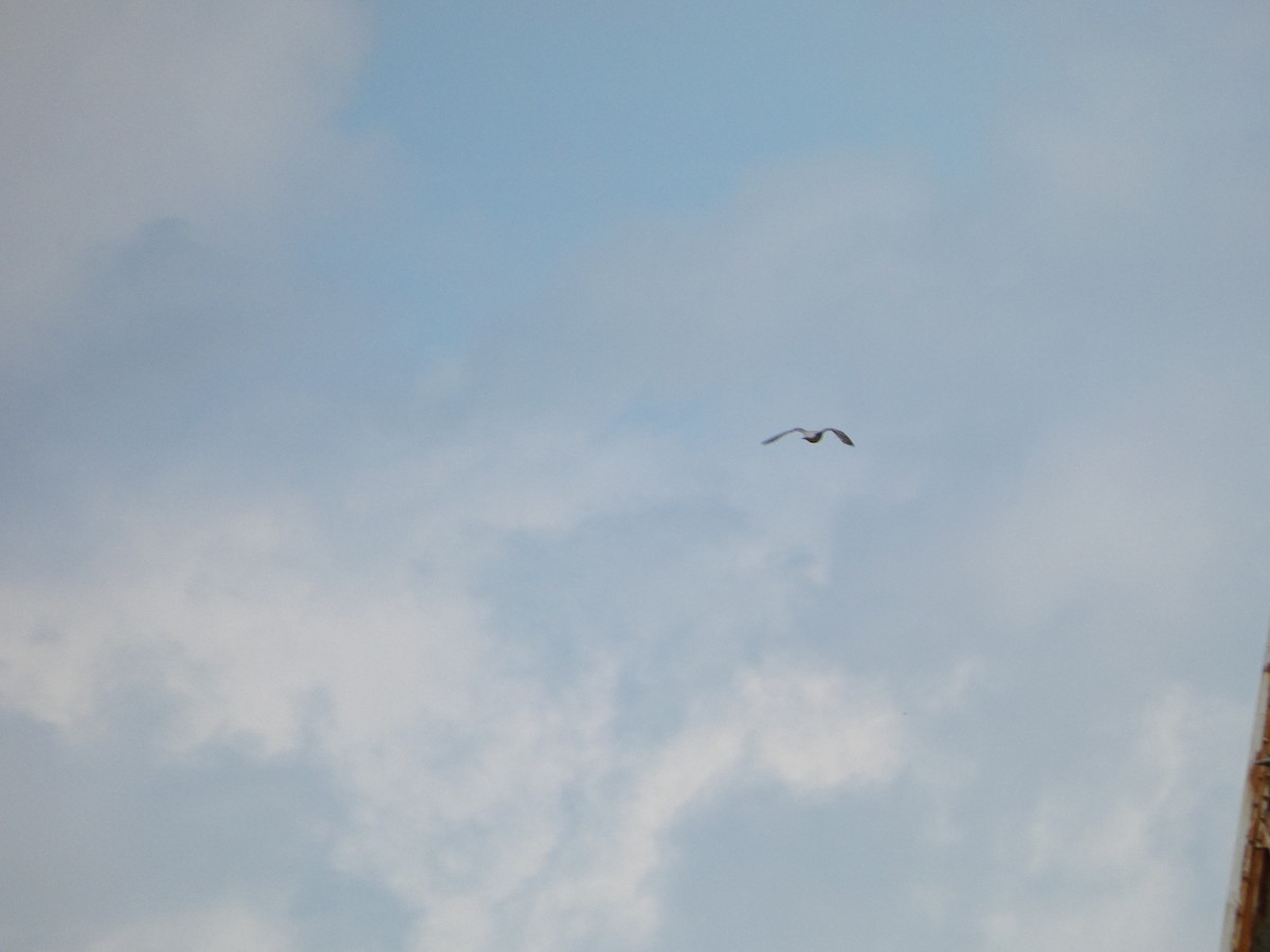 Эгэл шонхор - ML454544171
