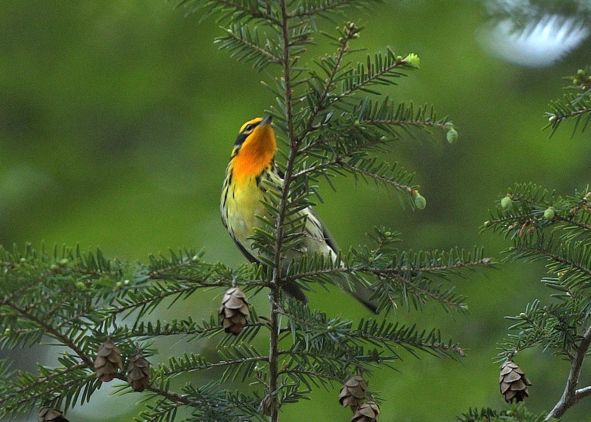 Blackburnian Warbler - ML454544401