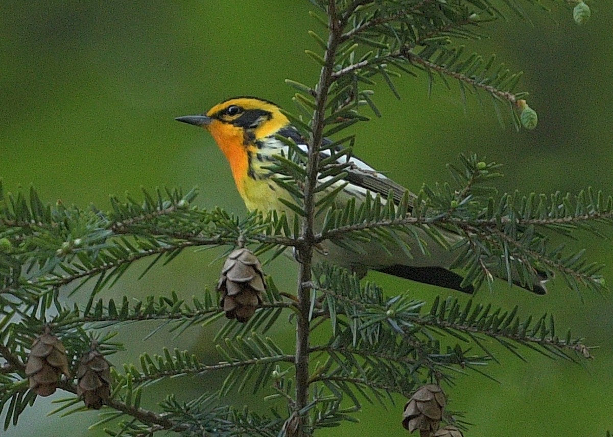 Blackburnian Warbler - ML454544461