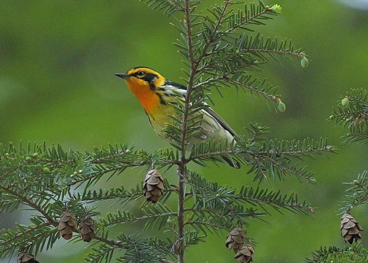 Blackburnian Warbler - ML454544521