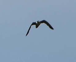 Эгэл шонхор - ML454544951