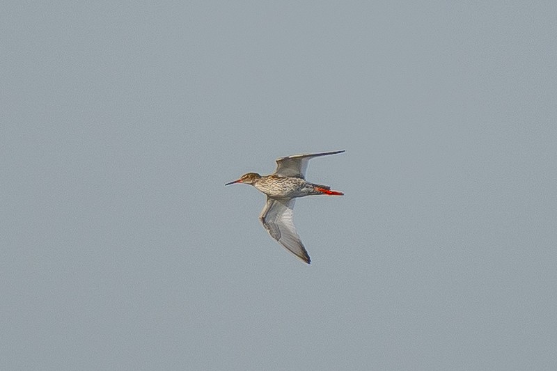 Common Redshank - ML454545051