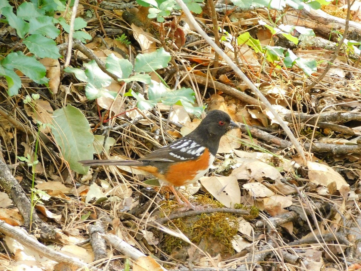 Spotted Towhee - ML454545421