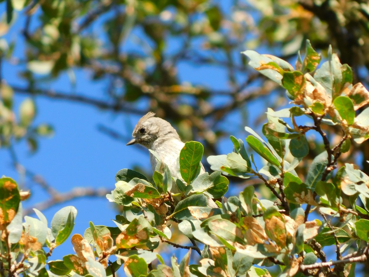 Oak Titmouse - ML454546441